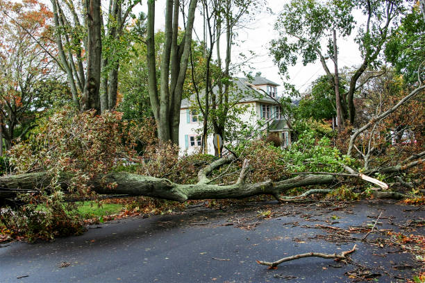 Storm tree3