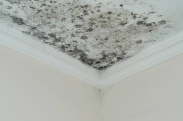 mold damage 2