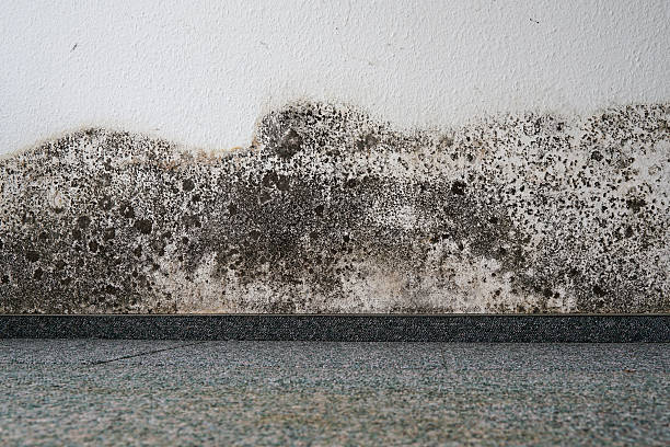 mold damage 5