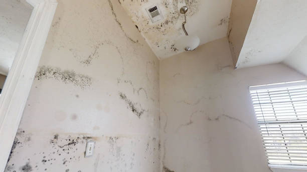 Mold Remediation Services