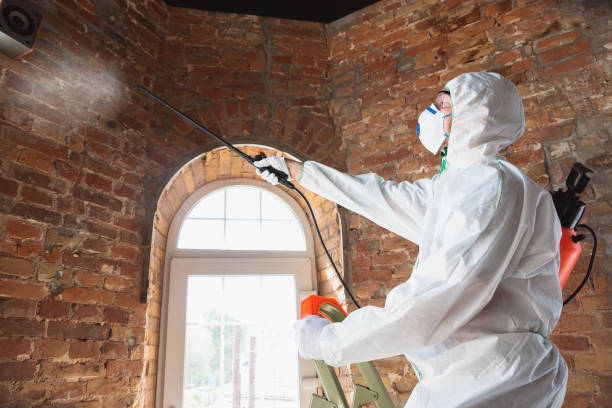 Mold Remediation Service