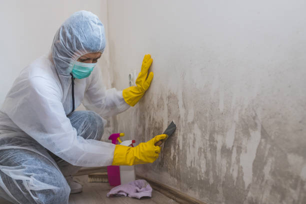 Mold Removal Services
