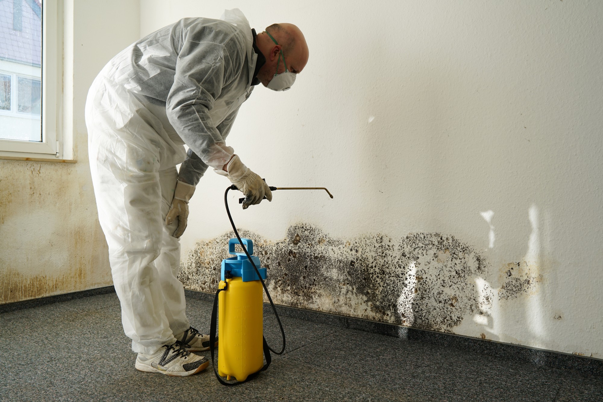 mold remediation & removal