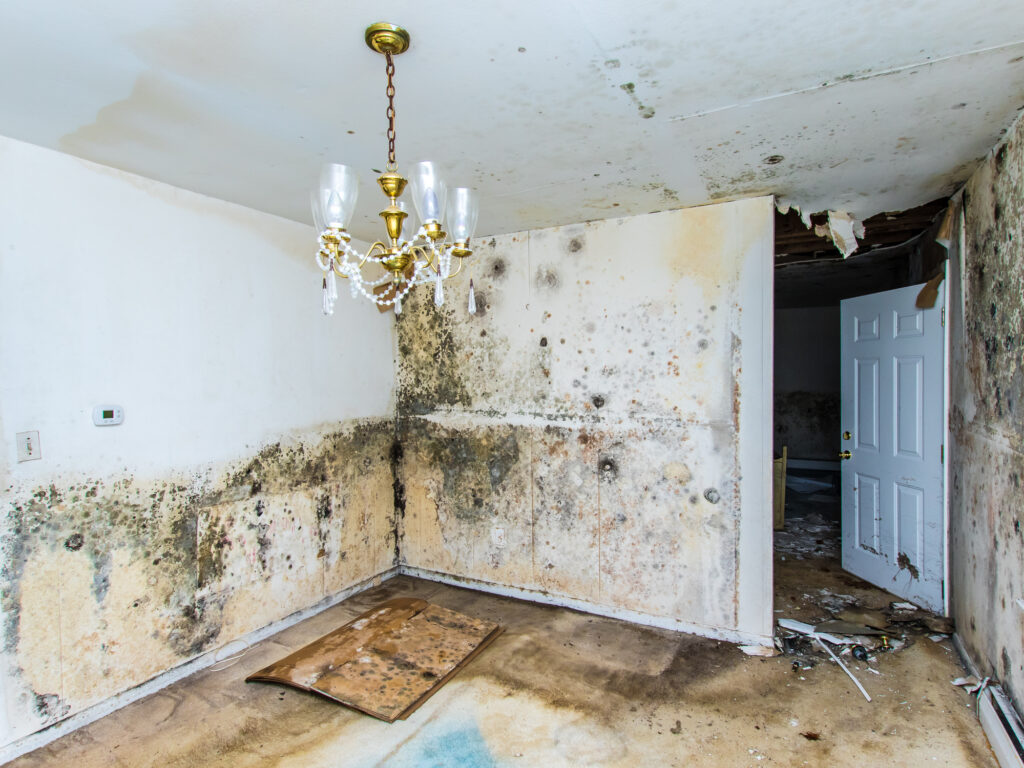 Understanding Mold and Its Risks in texas