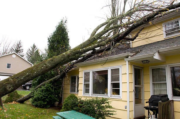 Storm tree1