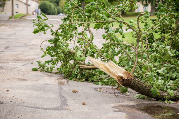 Storm tree4