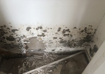 Mold Remediation