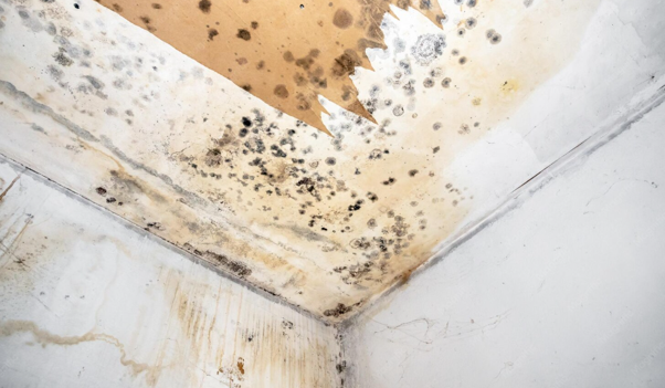 Water Damage Restoration